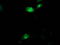Aquaporin 1 (Colton Blood Group) antibody, TA502357, Origene, Immunofluorescence image 