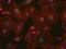 Mouse IgG antibody, R37121, Invitrogen Antibodies, Immunofluorescence image 