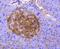 CD13 antibody, NBP2-67696, Novus Biologicals, Immunohistochemistry paraffin image 