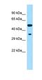 Cytochrome P450 2F2 antibody, orb326331, Biorbyt, Western Blot image 