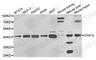 Mitochondrial inner membrane protein OXA1L antibody, A6300, ABclonal Technology, Western Blot image 