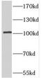 Phosphodiesterase 2A antibody, FNab06251, FineTest, Western Blot image 