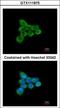 NADH:Ubiquinone Oxidoreductase Subunit AB1 antibody, GTX111875, GeneTex, Immunocytochemistry image 