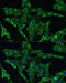 Phospholipid scramblase 3 antibody, 14-381, ProSci, Immunofluorescence image 