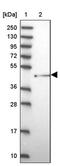 F-box/WD repeat-containing protein 4 antibody, PA5-60390, Invitrogen Antibodies, Western Blot image 