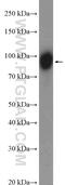Potassium Channel Tetramerization Domain Containing 3 antibody, 26887-1-AP, Proteintech Group, Western Blot image 