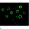 Bruton Tyrosine Kinase antibody, LS-C812406, Lifespan Biosciences, Immunofluorescence image 