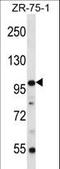 Zinc Finger Protein 845 antibody, LS-C160959, Lifespan Biosciences, Western Blot image 