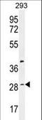 Chromosome 19 Open Reading Frame 38 antibody, LS-C167977, Lifespan Biosciences, Western Blot image 