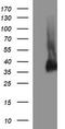 Synaptophysin antibody, TA506498, Origene, Western Blot image 