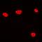 Elongin A3 antibody, orb215391, Biorbyt, Immunofluorescence image 