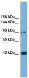 Unc-5 Netrin Receptor C antibody, TA338215, Origene, Western Blot image 