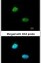 Homeobox-containing protein 1 antibody, PA5-21558, Invitrogen Antibodies, Immunofluorescence image 