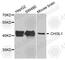 Chitinase 3 Like 1 antibody, A1723, ABclonal Technology, Western Blot image 