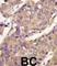 Ubiquitin/ISG15-conjugating enzyme E2 L6 antibody, abx031527, Abbexa, Western Blot image 