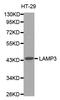 Lysosome-associated membrane glycoprotein 3 antibody, LS-C332274, Lifespan Biosciences, Western Blot image 