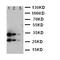 IL-12 antibody, orb27657, Biorbyt, Western Blot image 