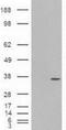 Pancreatic And Duodenal Homeobox 1 antibody, NBP1-47910, Novus Biologicals, Western Blot image 