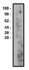 Sphingomyelin phosphodiesterase 3 antibody, AP05301SU-N, Origene, Western Blot image 