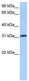 Cyclic AMP-dependent transcription factor ATF-1 antibody, TA329249, Origene, Western Blot image 