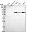 ITPRIP Like 2 antibody, PA5-65323, Invitrogen Antibodies, Western Blot image 