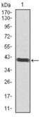 POU Class 3 Homeobox 2 antibody, abx012021, Abbexa, Western Blot image 