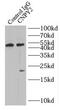 Canopy FGF Signaling Regulator 2 antibody, FNab01815, FineTest, Immunoprecipitation image 