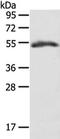 Glycine Receptor Alpha 1 antibody, TA321076, Origene, Western Blot image 
