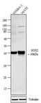 Quiescin Sulfhydryl Oxidase 1 antibody, 48-1400, Invitrogen Antibodies, Western Blot image 