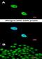 NKX2-5 antibody, orb73896, Biorbyt, Immunofluorescence image 