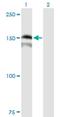 PR/SET Domain 15 antibody, H00063977-B01P, Novus Biologicals, Western Blot image 