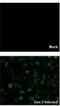 Dengue Virus Capsid Protein antibody, NBP2-42822, Novus Biologicals, Immunocytochemistry image 