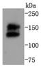Ret Proto-Oncogene antibody, NBP2-67734, Novus Biologicals, Western Blot image 