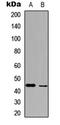 Bone Morphogenetic Protein 2 antibody, LS-B13128, Lifespan Biosciences, Western Blot image 