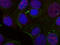 Proto-oncogene c-Rel antibody, TA333288, Origene, Immunofluorescence image 