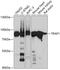 Heat shock protein 75 kDa, mitochondrial antibody, GTX33558, GeneTex, Western Blot image 