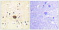 Ras-GRF1 antibody, abx012796, Abbexa, Western Blot image 