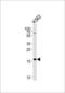 Ring Finger Protein 5 antibody, LS-C162665, Lifespan Biosciences, Western Blot image 