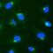 Syntaxin 6 antibody, AF5664, R&D Systems, Immunofluorescence image 