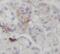 StAR Related Lipid Transfer Domain Containing 5 antibody, FNab08291, FineTest, Immunohistochemistry paraffin image 