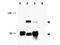 CREB Regulated Transcription Coactivator 1 antibody, TA319268, Origene, Western Blot image 
