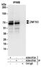 Zinc Finger Protein 703 antibody, A304-073A, Bethyl Labs, Immunoprecipitation image 
