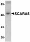 Scavenger receptor class A member 5 antibody, orb75236, Biorbyt, Western Blot image 