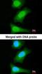 Baculoviral IAP Repeat Containing 7 antibody, orb73785, Biorbyt, Immunofluorescence image 