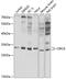 Origin recognition complex subunit 6 antibody, GTX65816, GeneTex, Western Blot image 