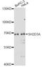SH2 Domain Containing 3A antibody, LS-C749813, Lifespan Biosciences, Western Blot image 