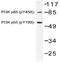 Phosphatidylinositol 3-kinase regulatory subunit alpha antibody, AP20797PU-N, Origene, Western Blot image 