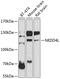 NEDD4 Like E3 Ubiquitin Protein Ligase antibody, 23-389, ProSci, Western Blot image 