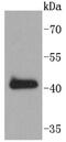 SRY-Box 18 antibody, NBP2-67492, Novus Biologicals, Western Blot image 
