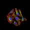 Cytochrome P450 Family 3 Subfamily A Member 4 antibody, GTX60577, GeneTex, Immunofluorescence image 